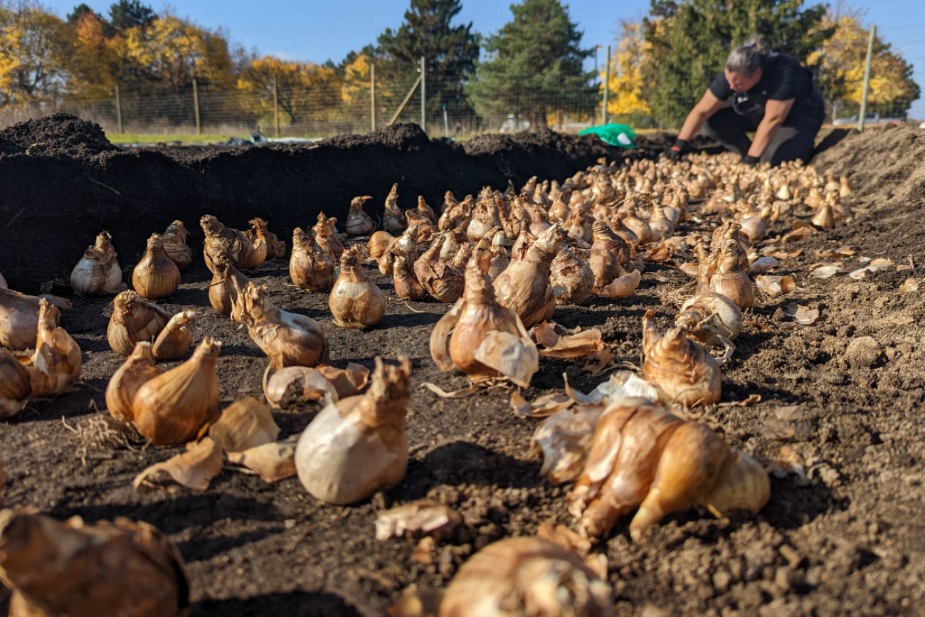 Bulbs sit in dirt