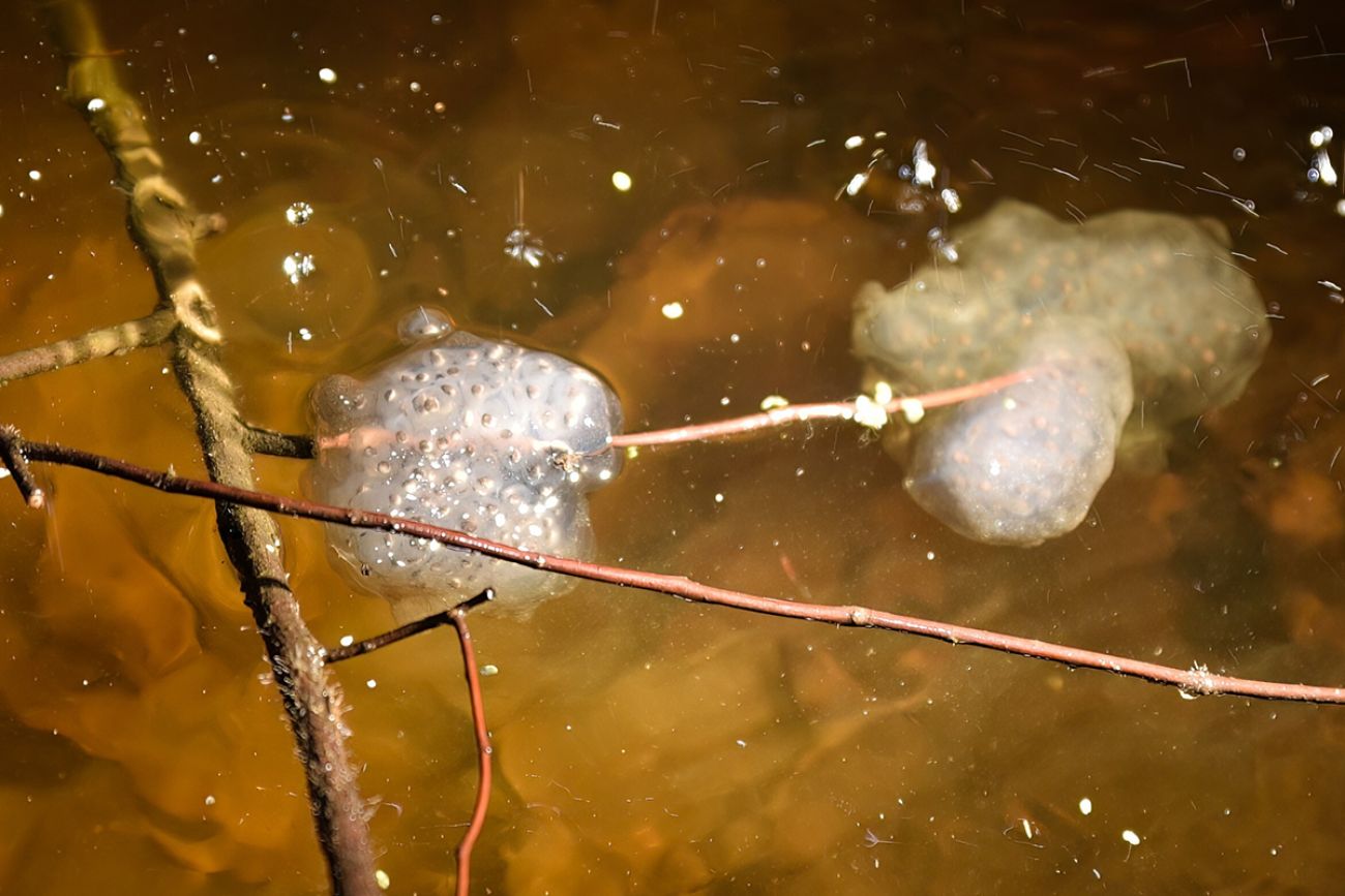 spotted salamander egg sac