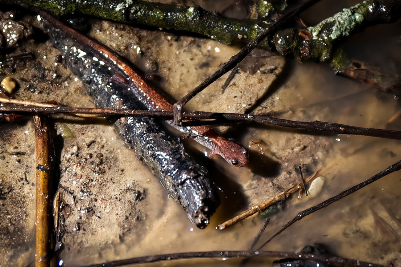 red-backed salamander 