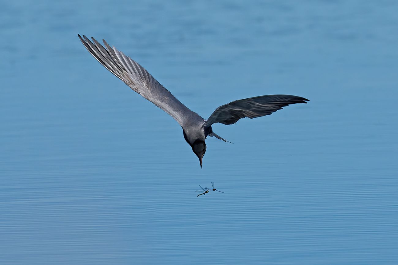 Black tern (Chlidonias niger) in its natural environment