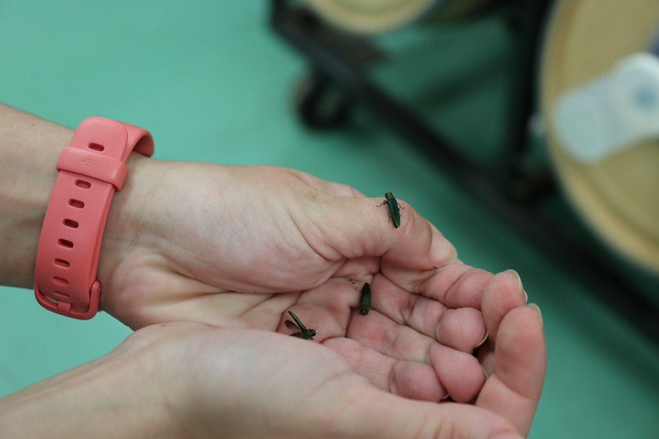 bugs on someone's hands