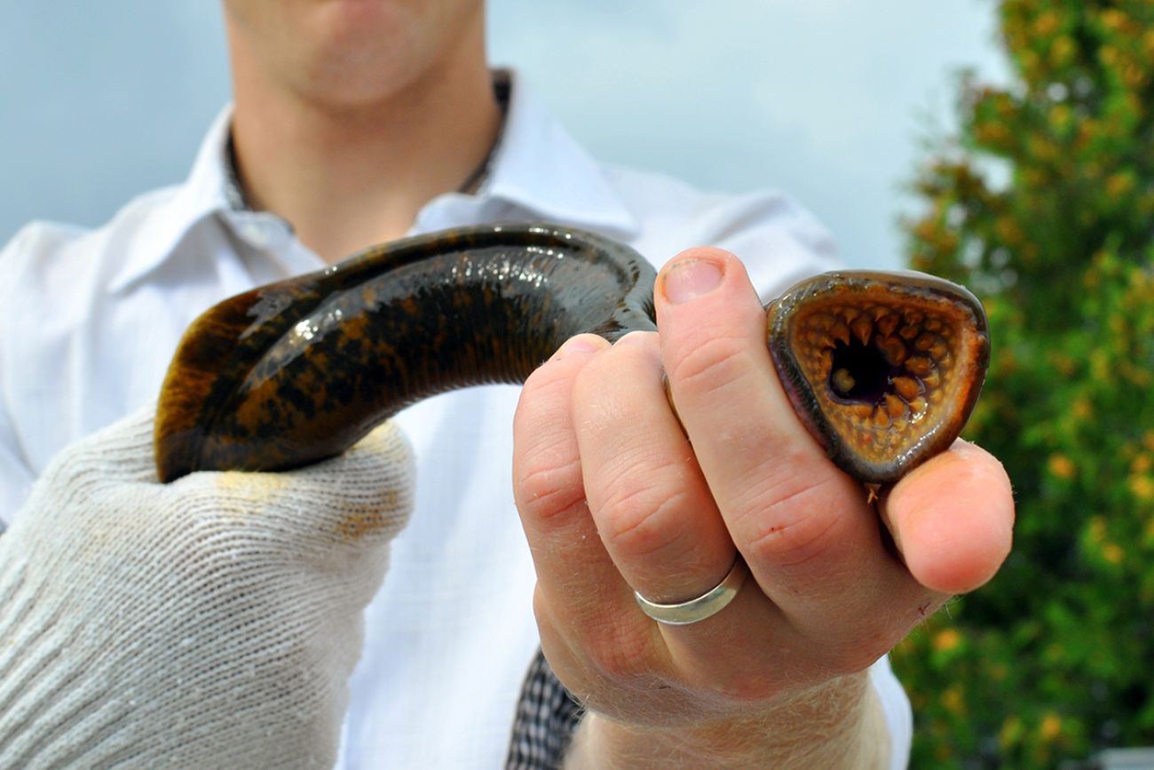 someone holding an adult lamprey with open mouth