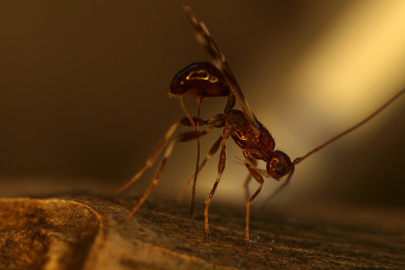 Spathius galinae
