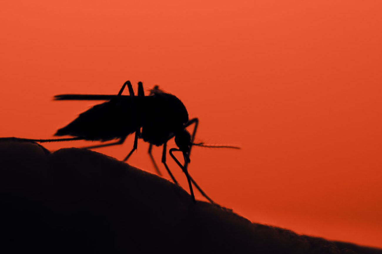 mosquito on the human skin at sunset