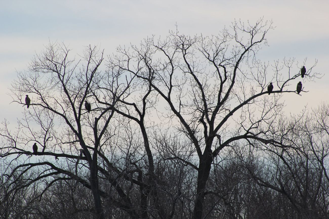 bald eagles in trees