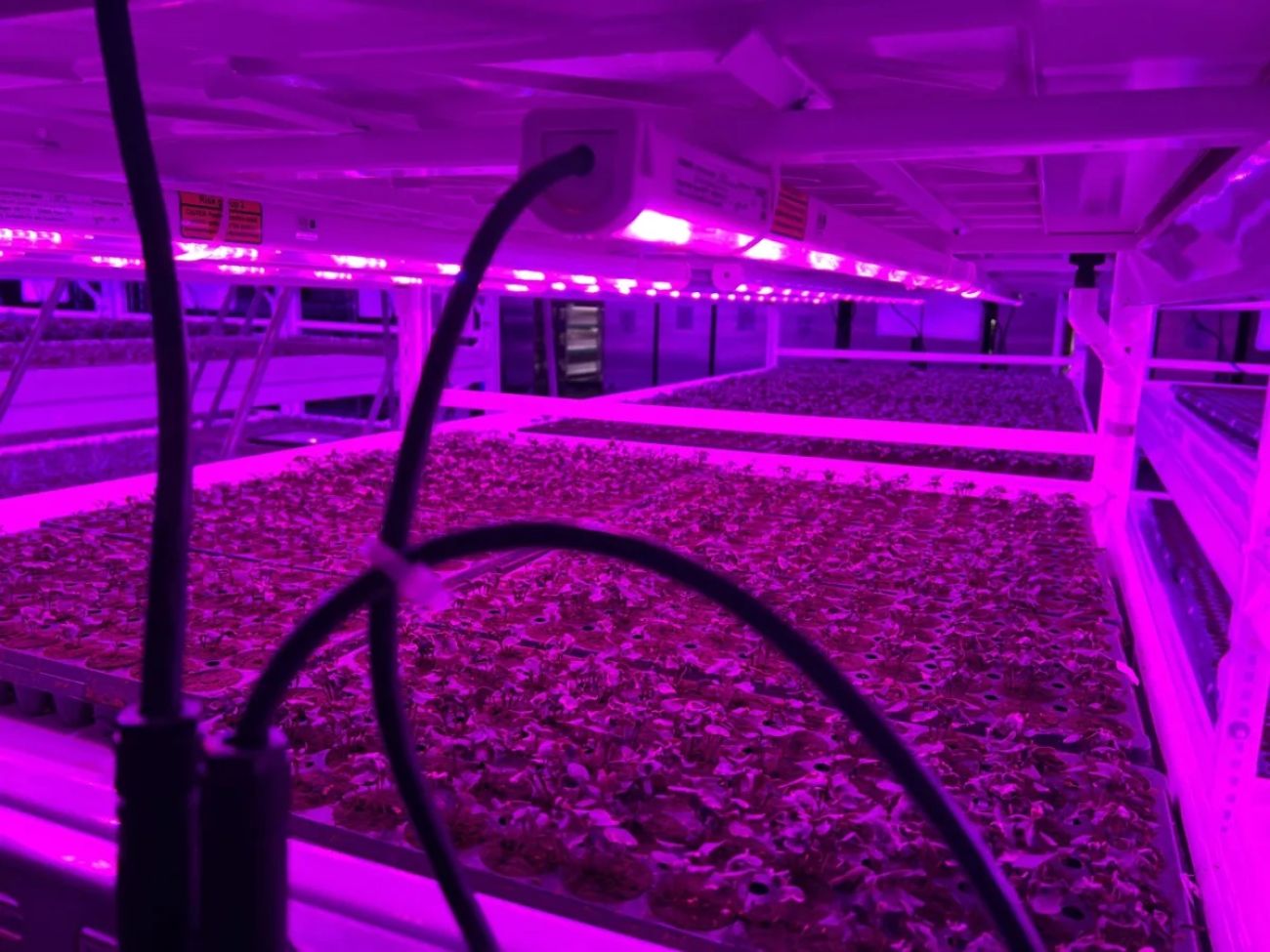 purple LED lights overs herbs