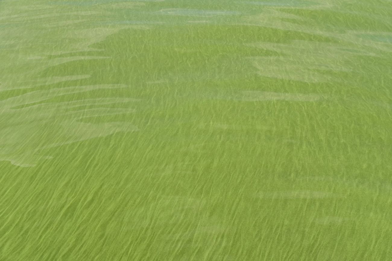  algal blooms in water