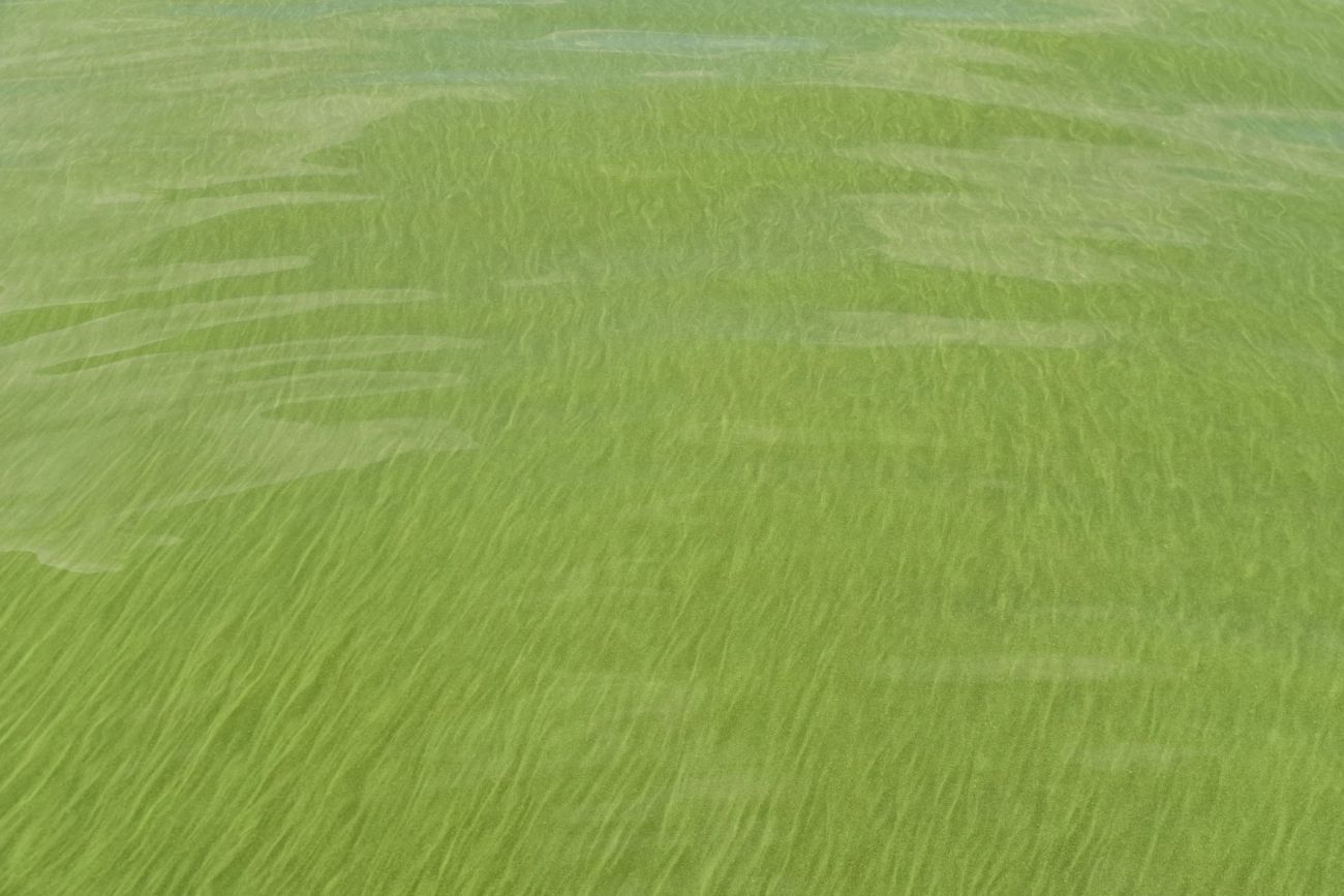 algal blooms in water