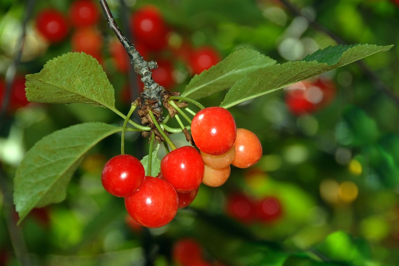 A cluster of red Montmorency Michigan cherries on the tree.