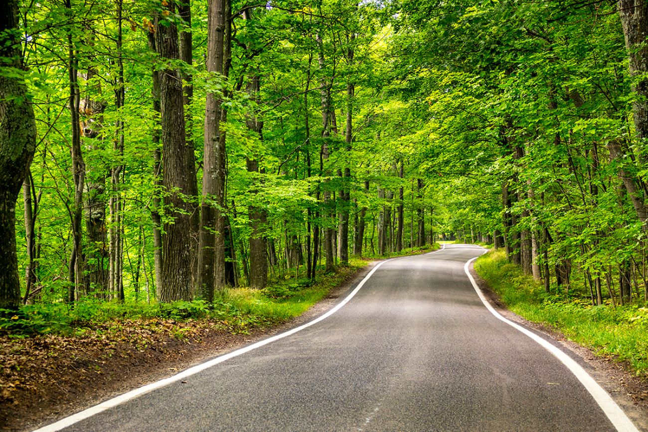 tree lined road