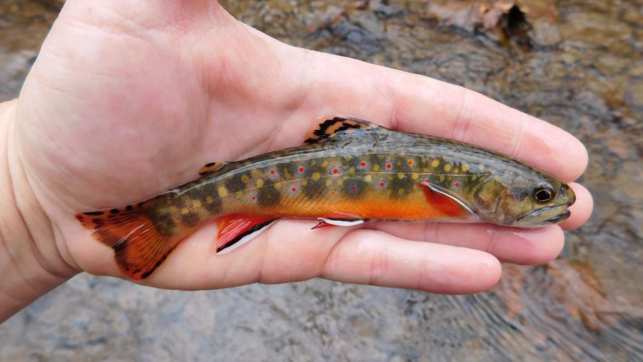 someone holding Brook trout