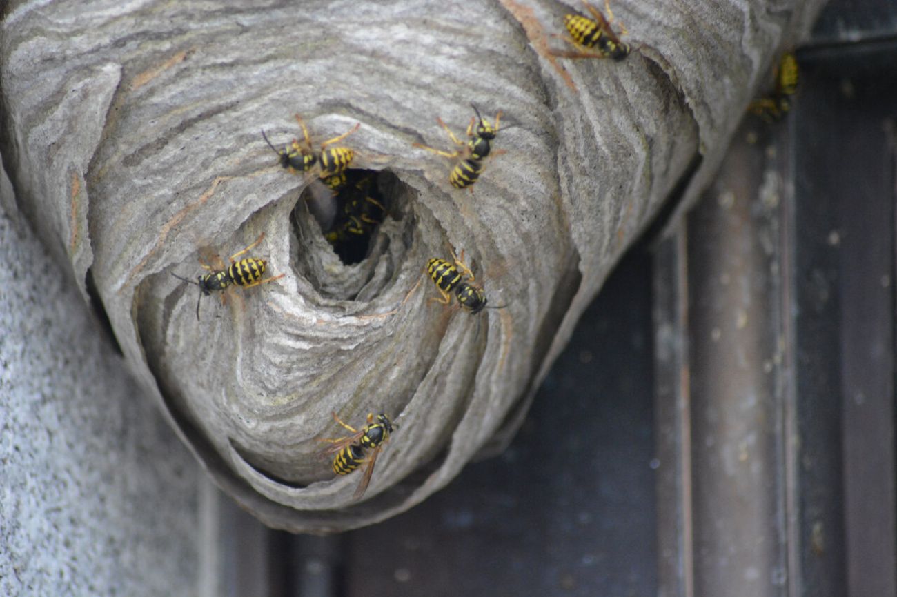 It's peak yellowjacket season in Michigan, and they're as mean as ever