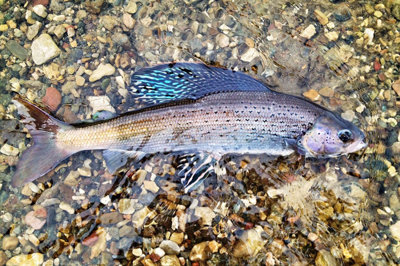 Arctic grayling