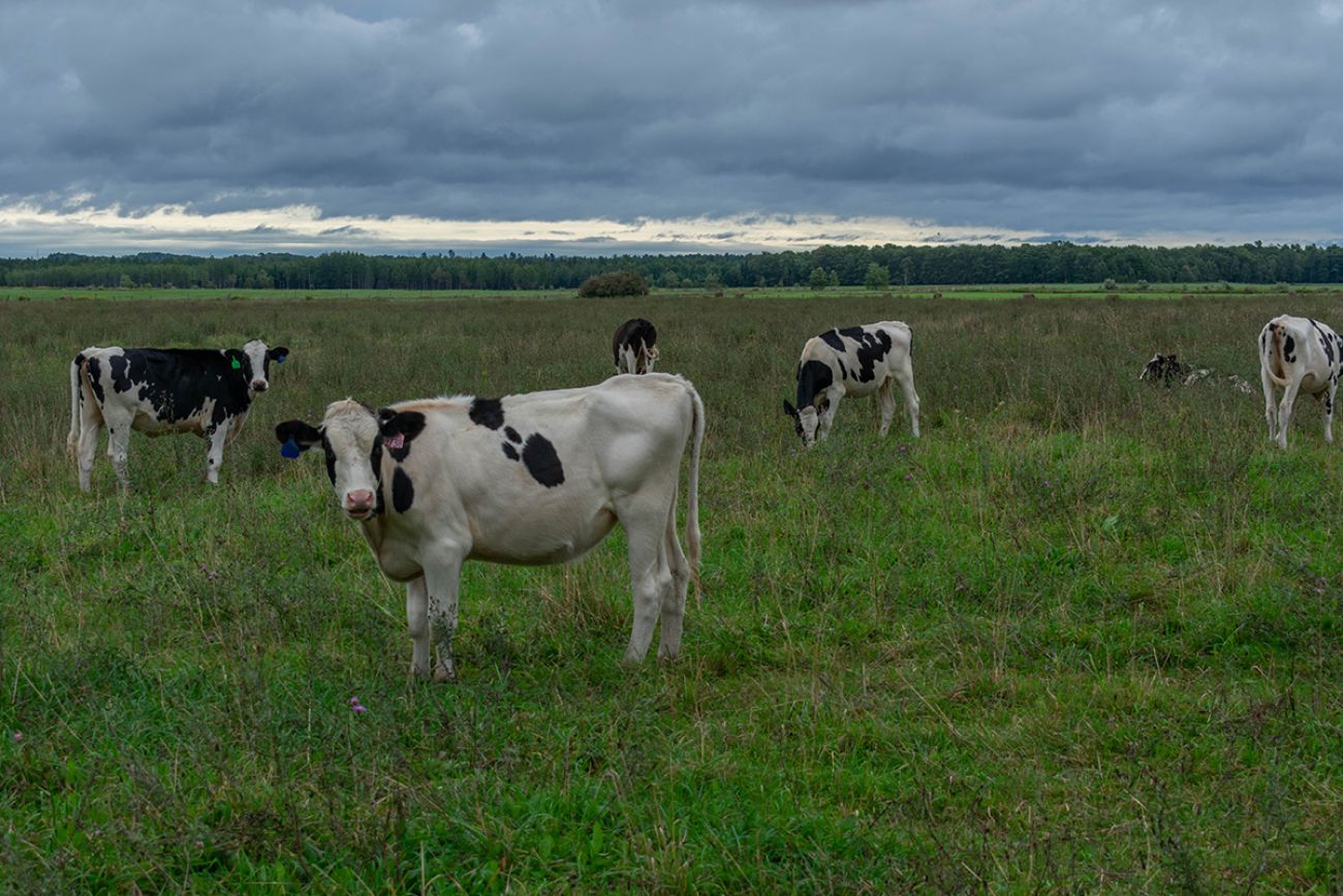 Michigan Dairy Cows In the Meadow