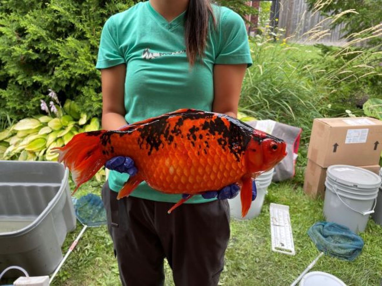 woman holding a giant orange fish