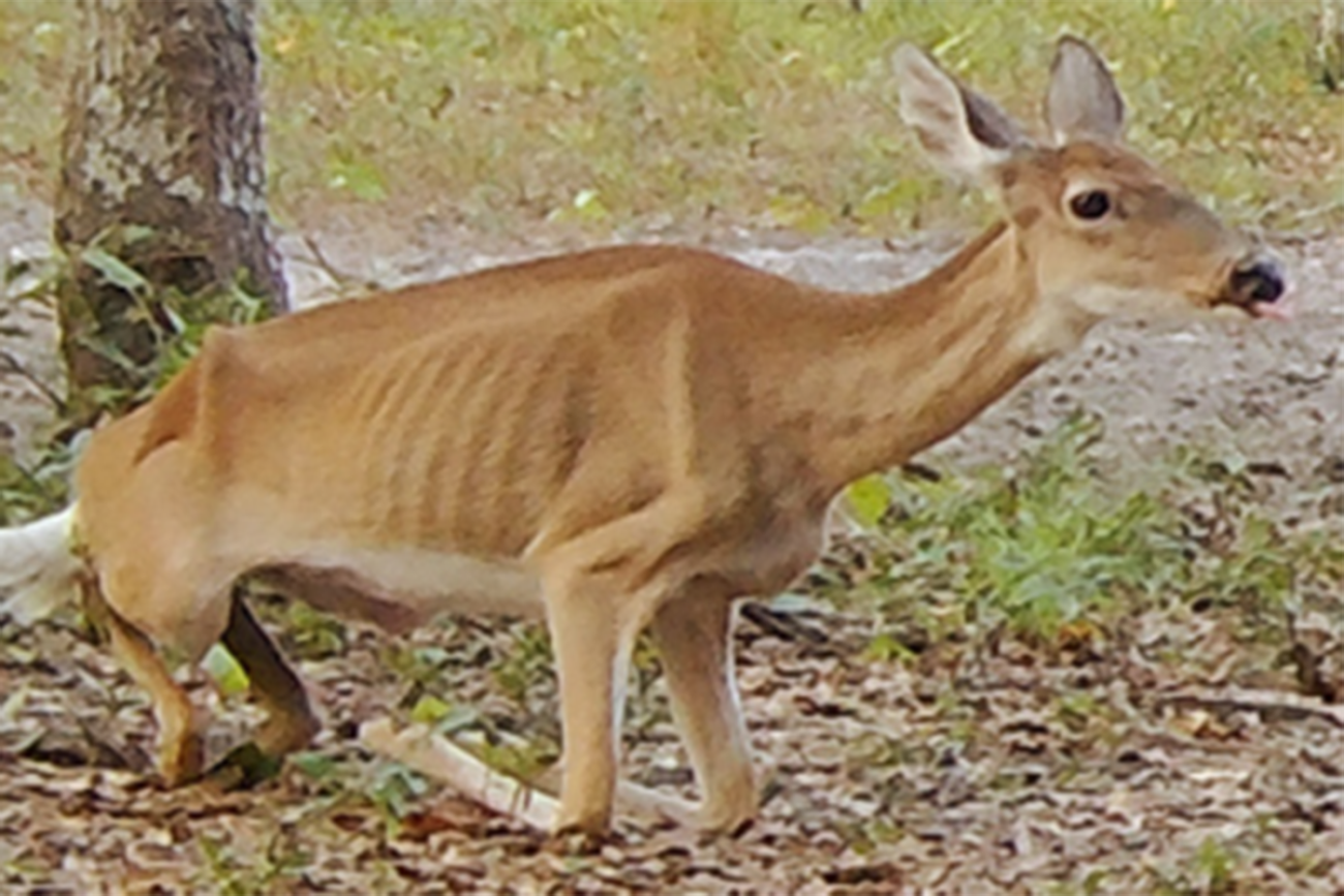 Michigan Sees Worst Outbreak Of Deer Disease Causing Die Chronic wasting disease in deer spreads to Ogemaw County in Michigan