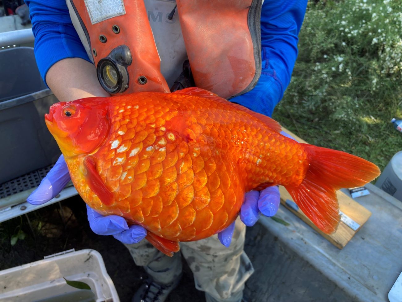 person holding giant fish