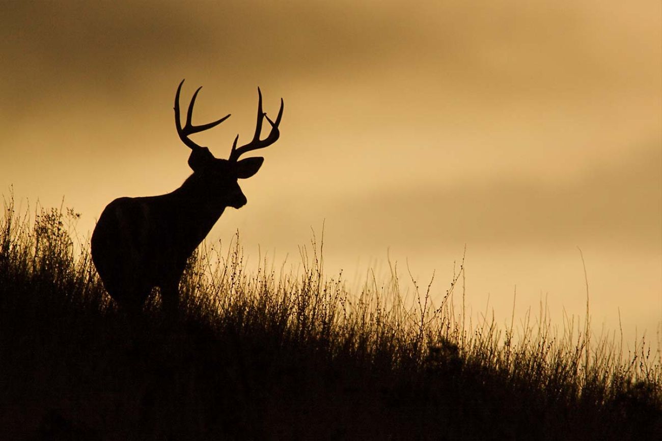 Deer Hunting Season Opening Day: Tips for a Successful Hunt