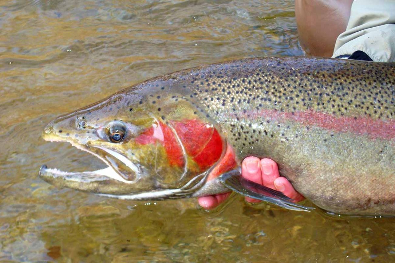 Michigan Fly Fishing Report, November 3rd 2023