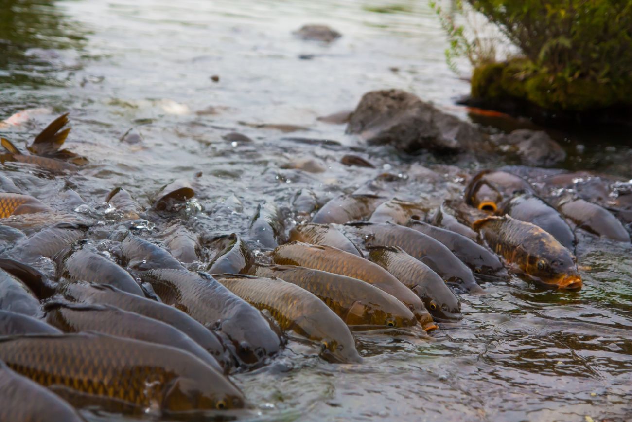 Forever chemicals' found in freshwater fish, yet most states don't