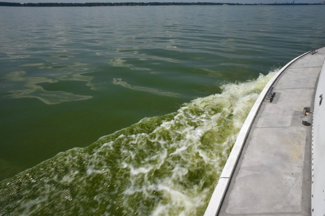 cyanobacterial blooms