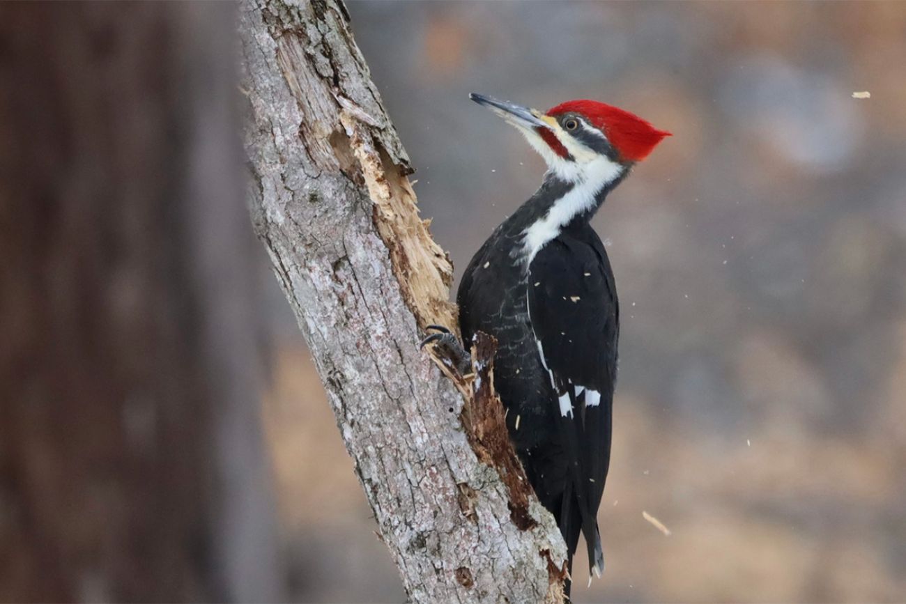 pileated woodpecker on the tree