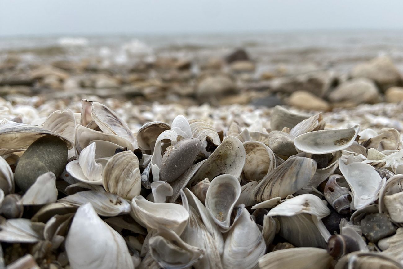 mussel shells
