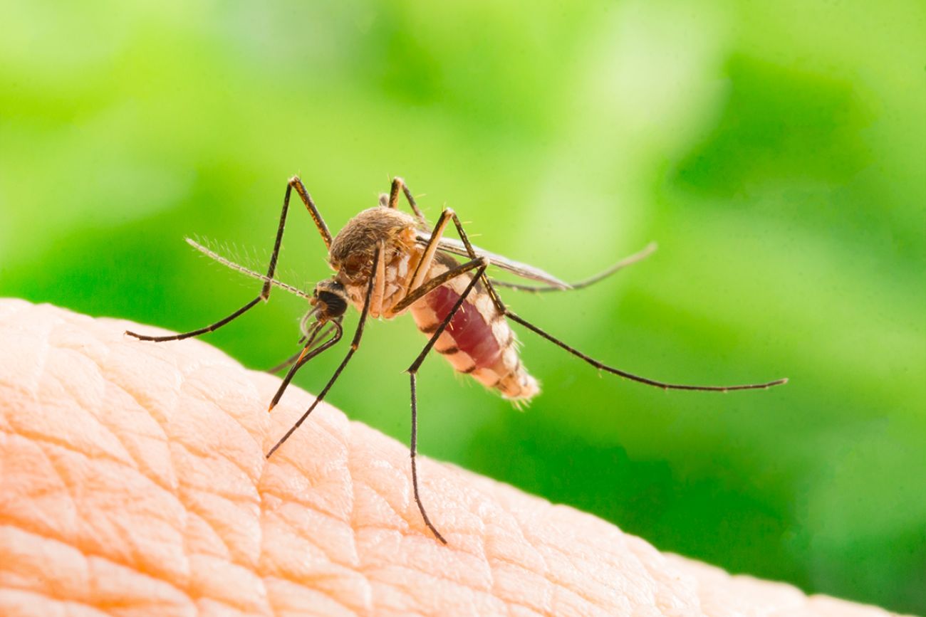 Close up a Mosquito sucking human blood,