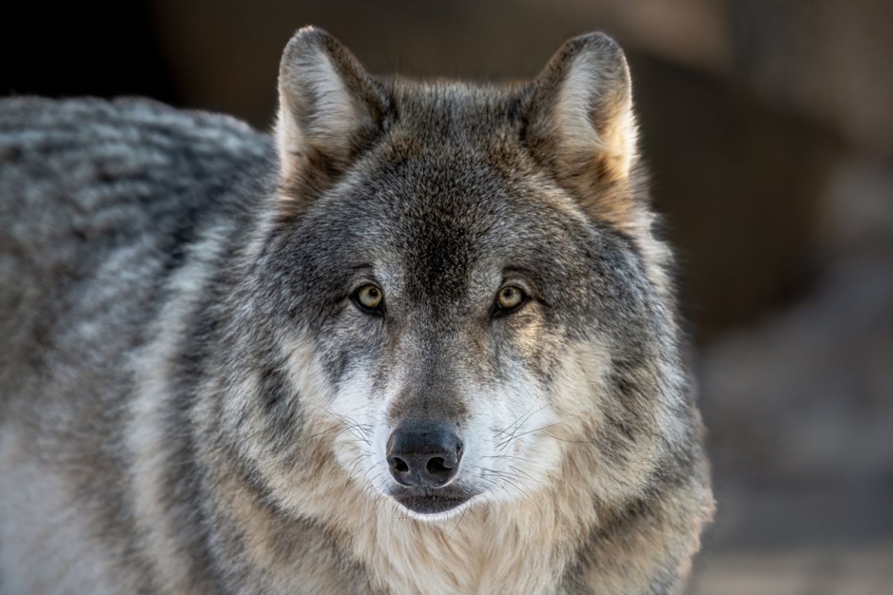 gray wolf