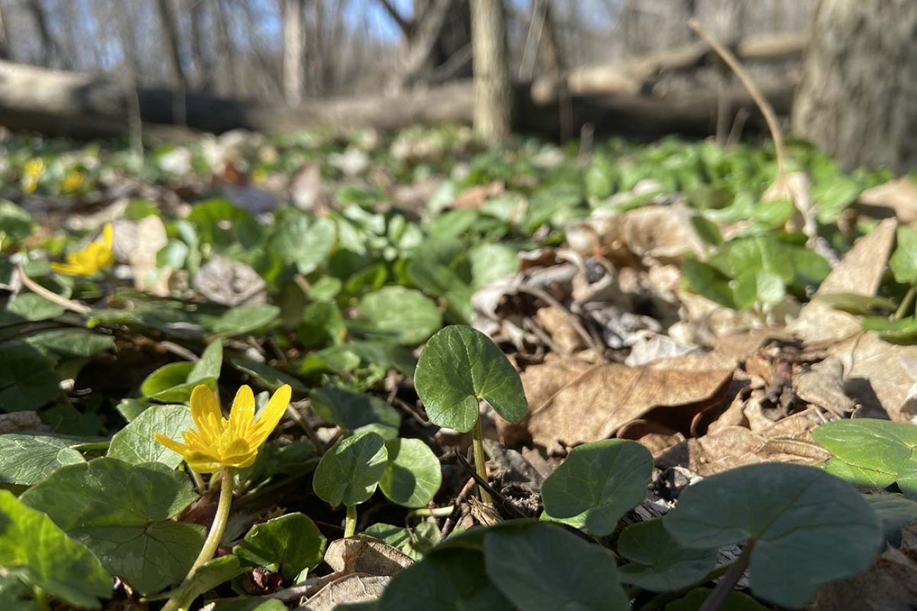 Lesser celandine on the ground