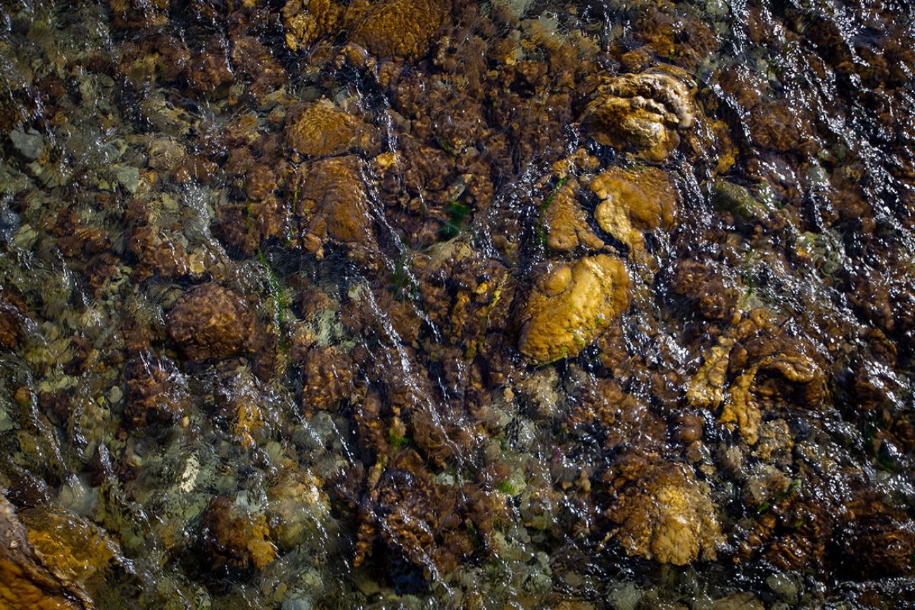 Didymo or “rock snot,” which is brown and slimy 