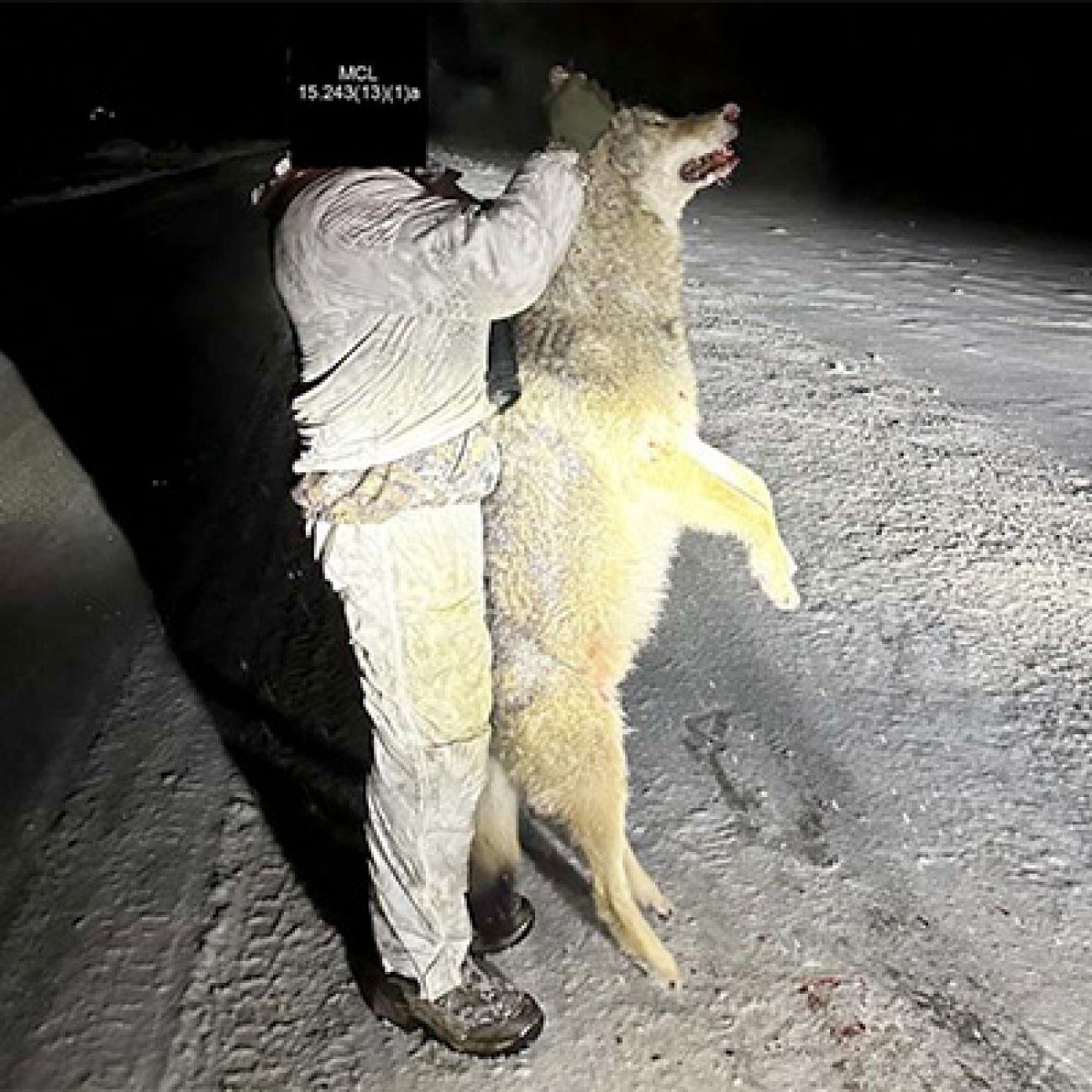 man holding up wolf