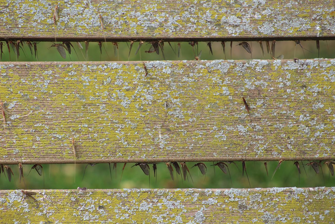 Mayflies on wood bench in a park
