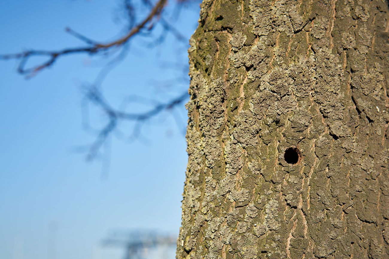 A tree infested by the Asian longhorn beetle in Magdeburg. The beetle from Asia was first registered in Europe in 2001.