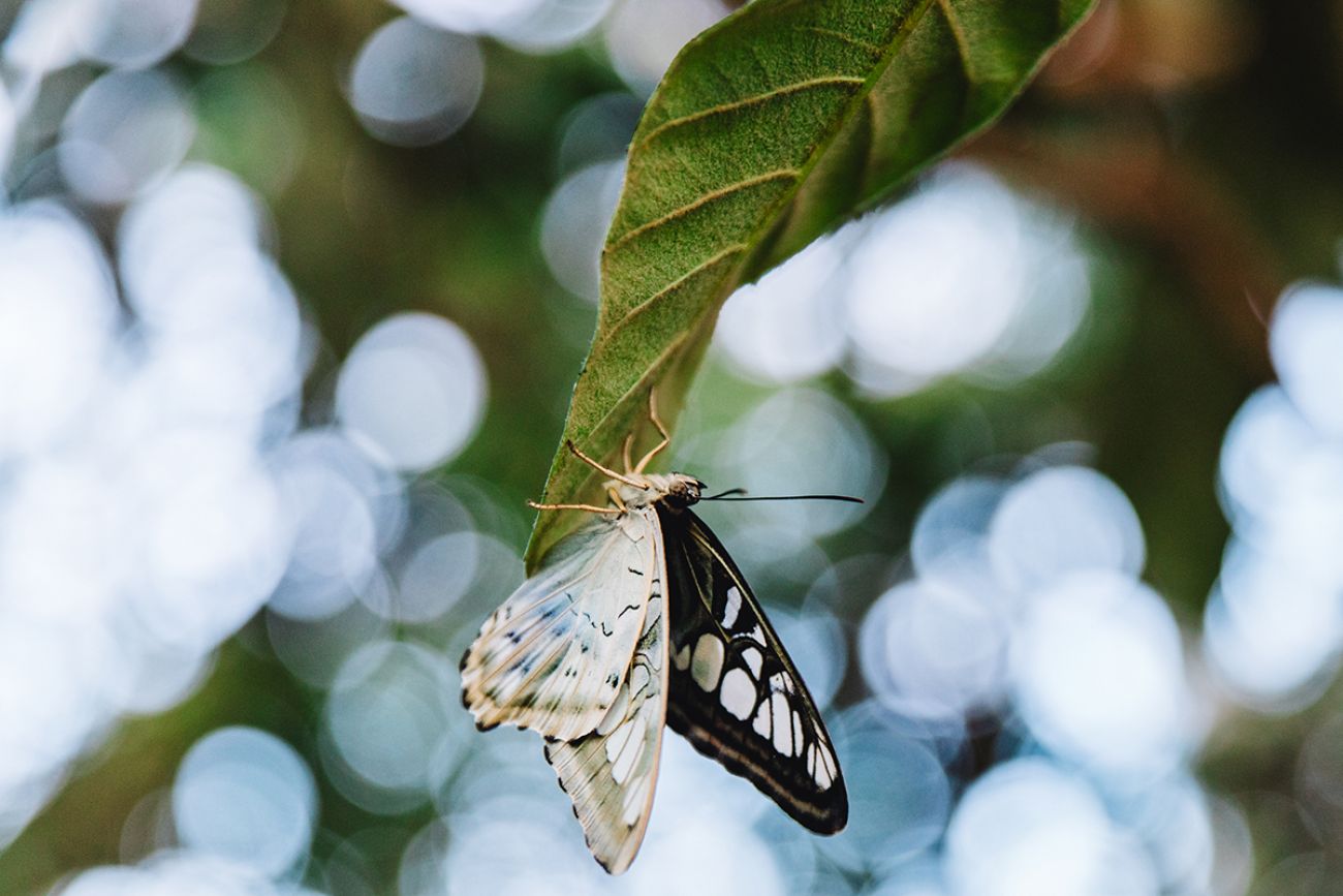A white and black butterfly. 