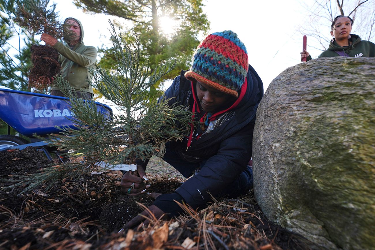 Someone planting a sequoia tree into the ground.