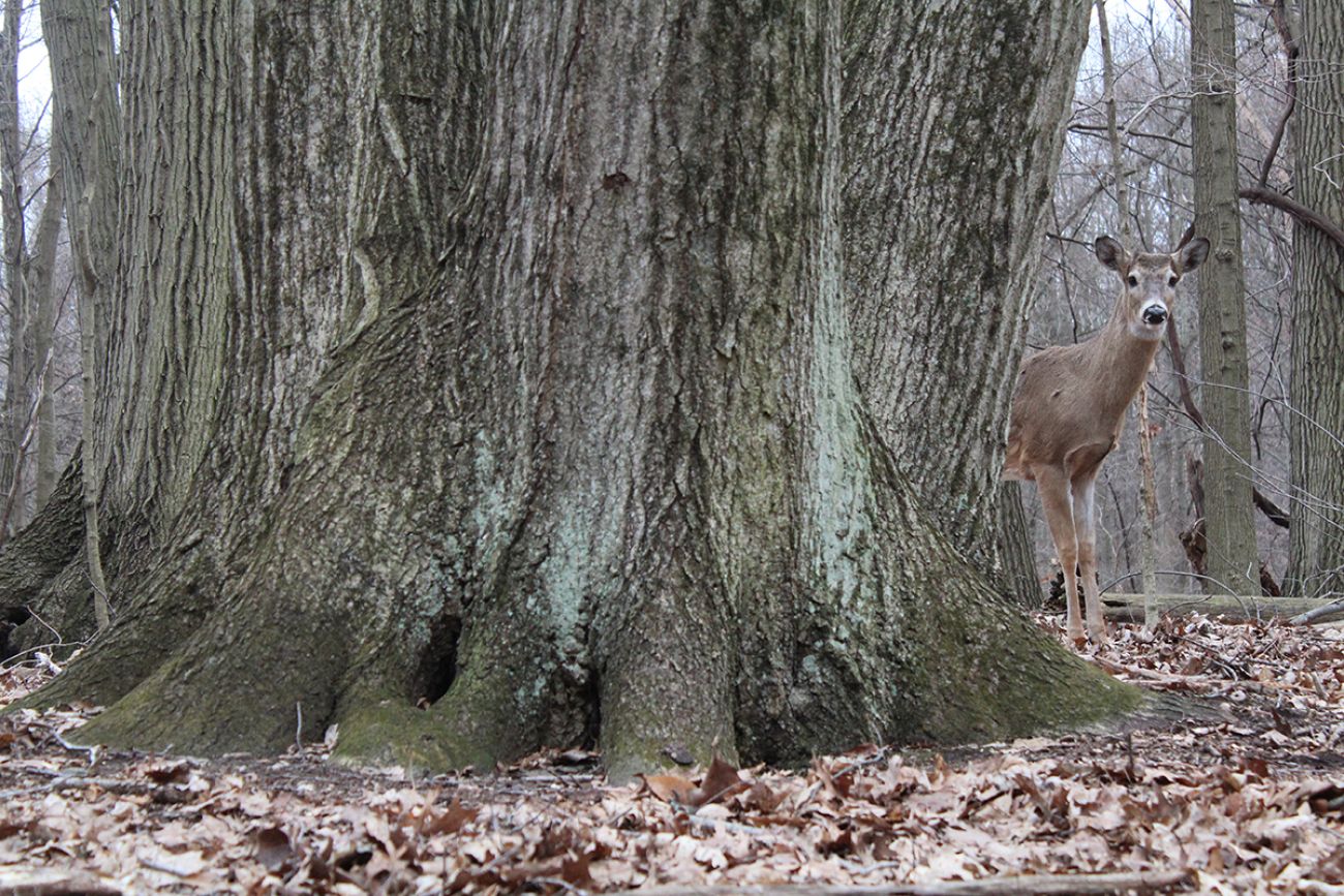 A deer poking out his head from a tree