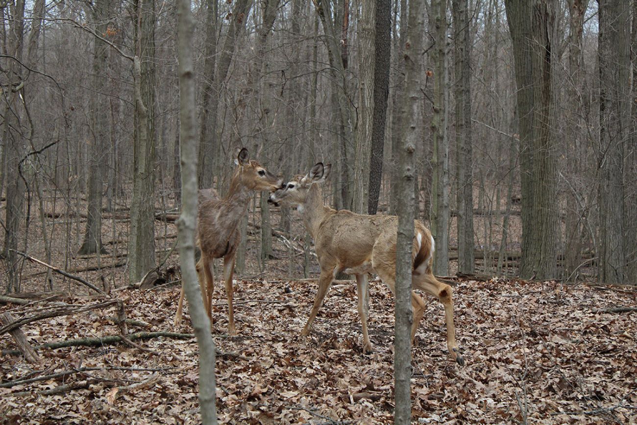 Two deer in the woods.