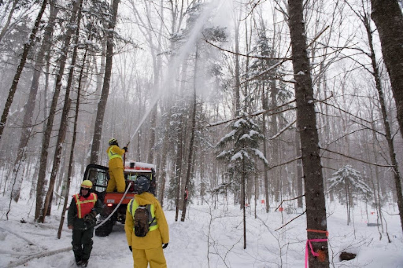 Researchers douse trees with water in an experimental forest