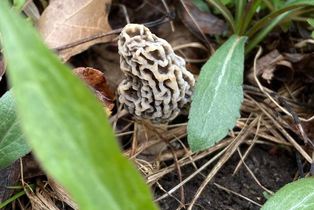 A morel mushroom