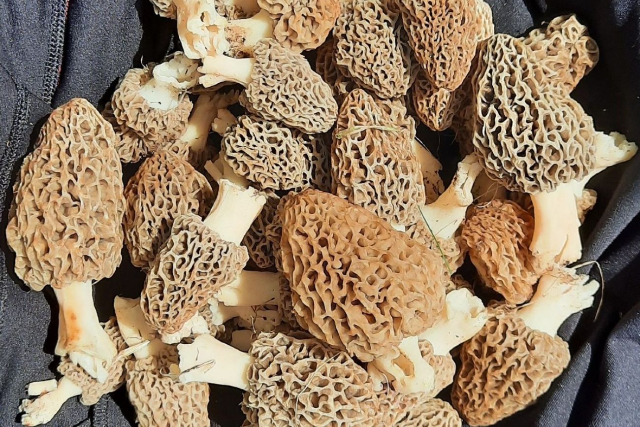 Morel mushrooms