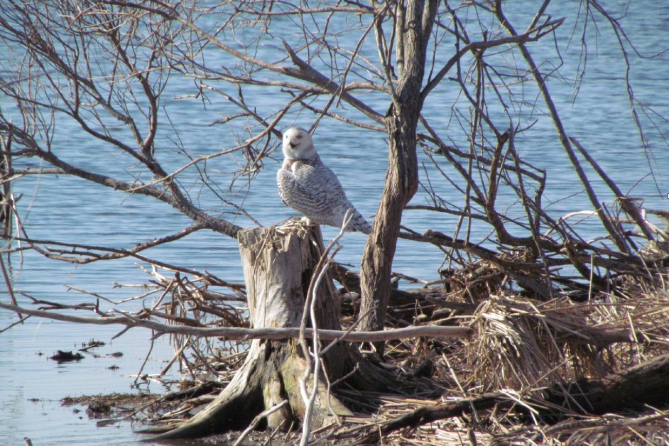 A snowy owl