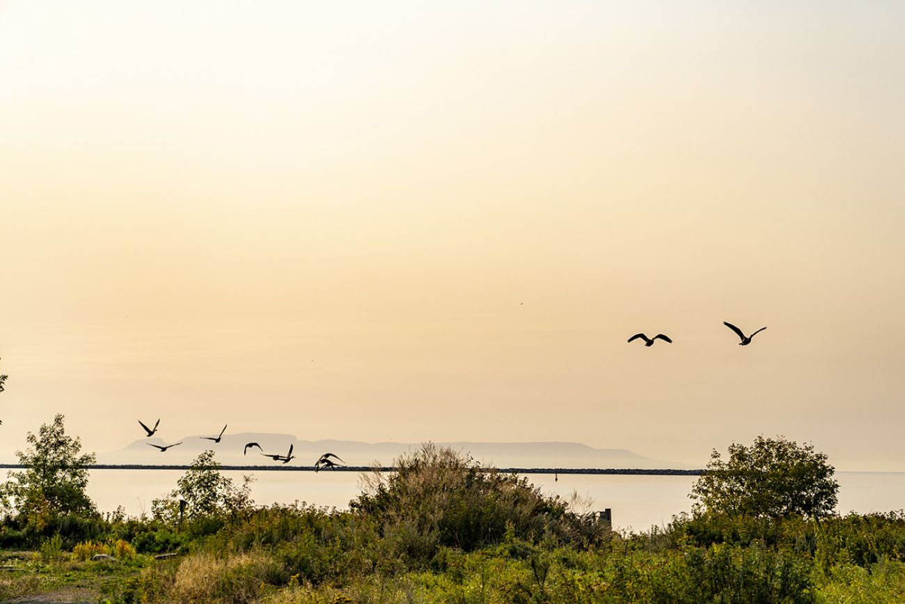 Birds flying in the sky.