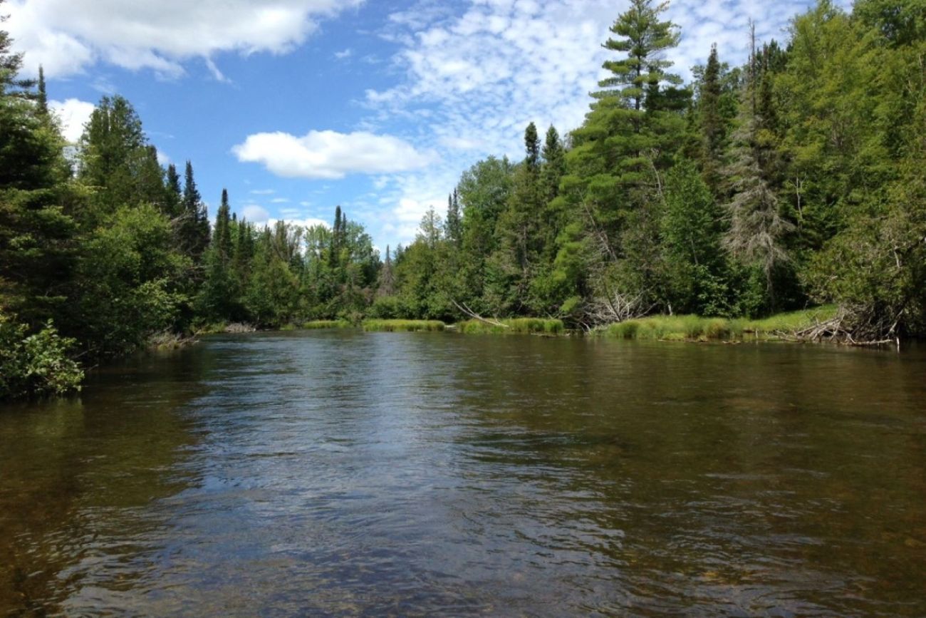 A river is seen with pine trees along both sides