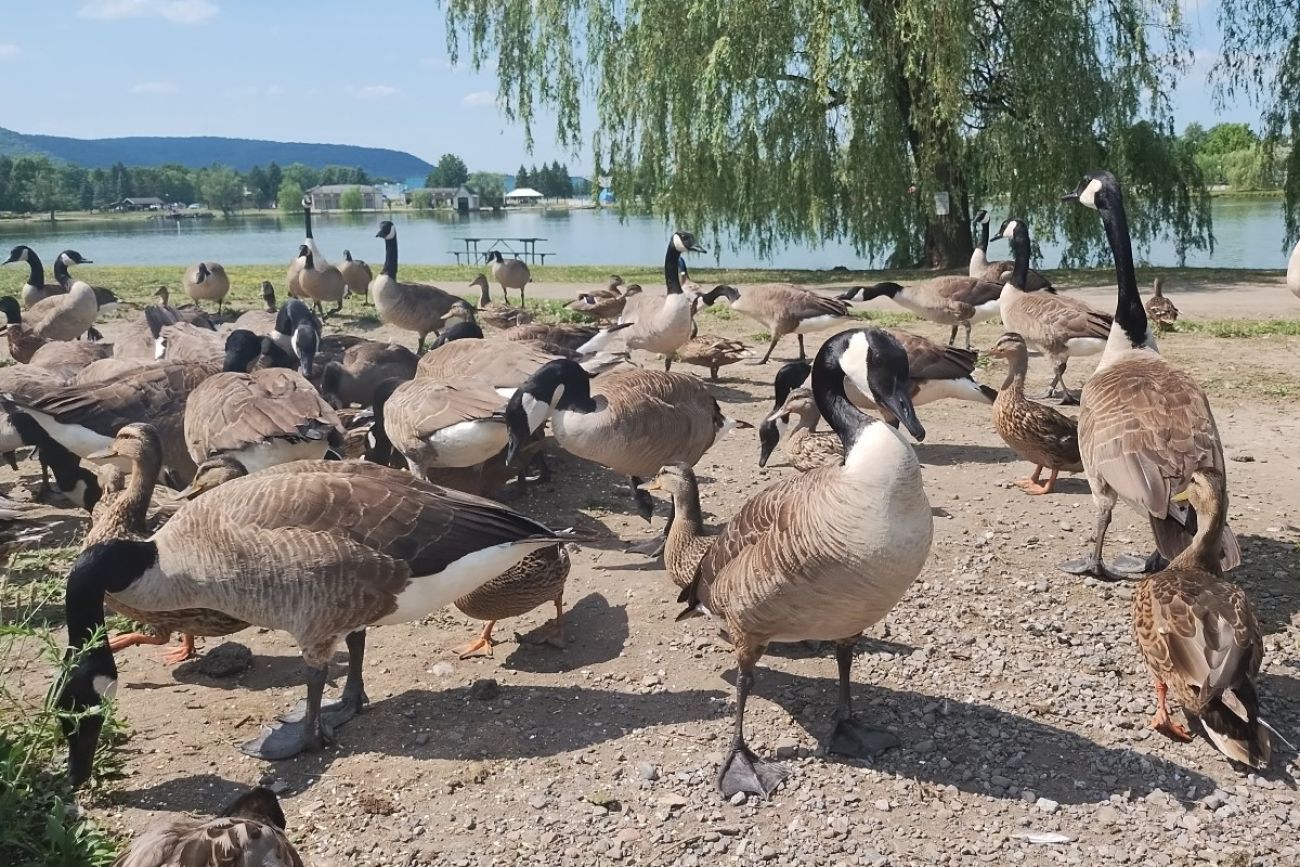 Many geese in front of a lake.
