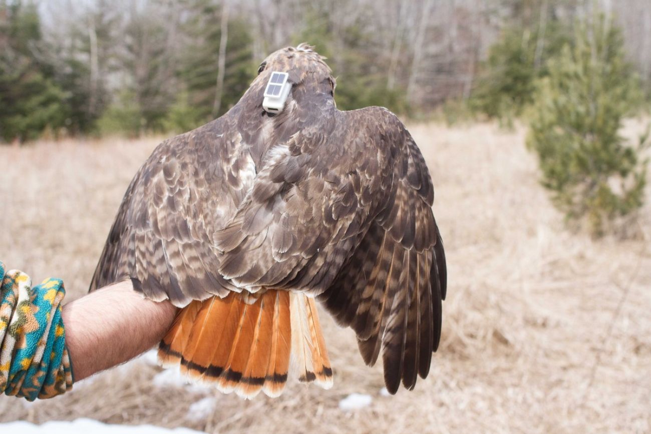 A person holds a hawk with the hawk facing away and on the back of the hawk is a small GPS transmitter