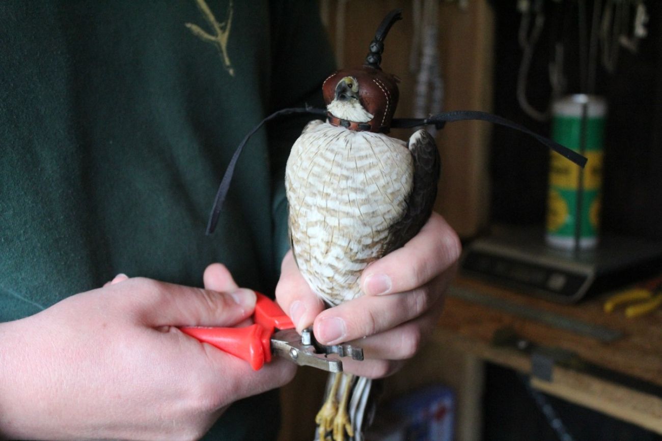 A man holds a hawk with a leather hood over its head as he attaches a metal band to the hawk's ankle