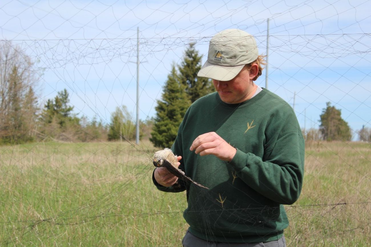 A man untangles a hawk that was caught in a net