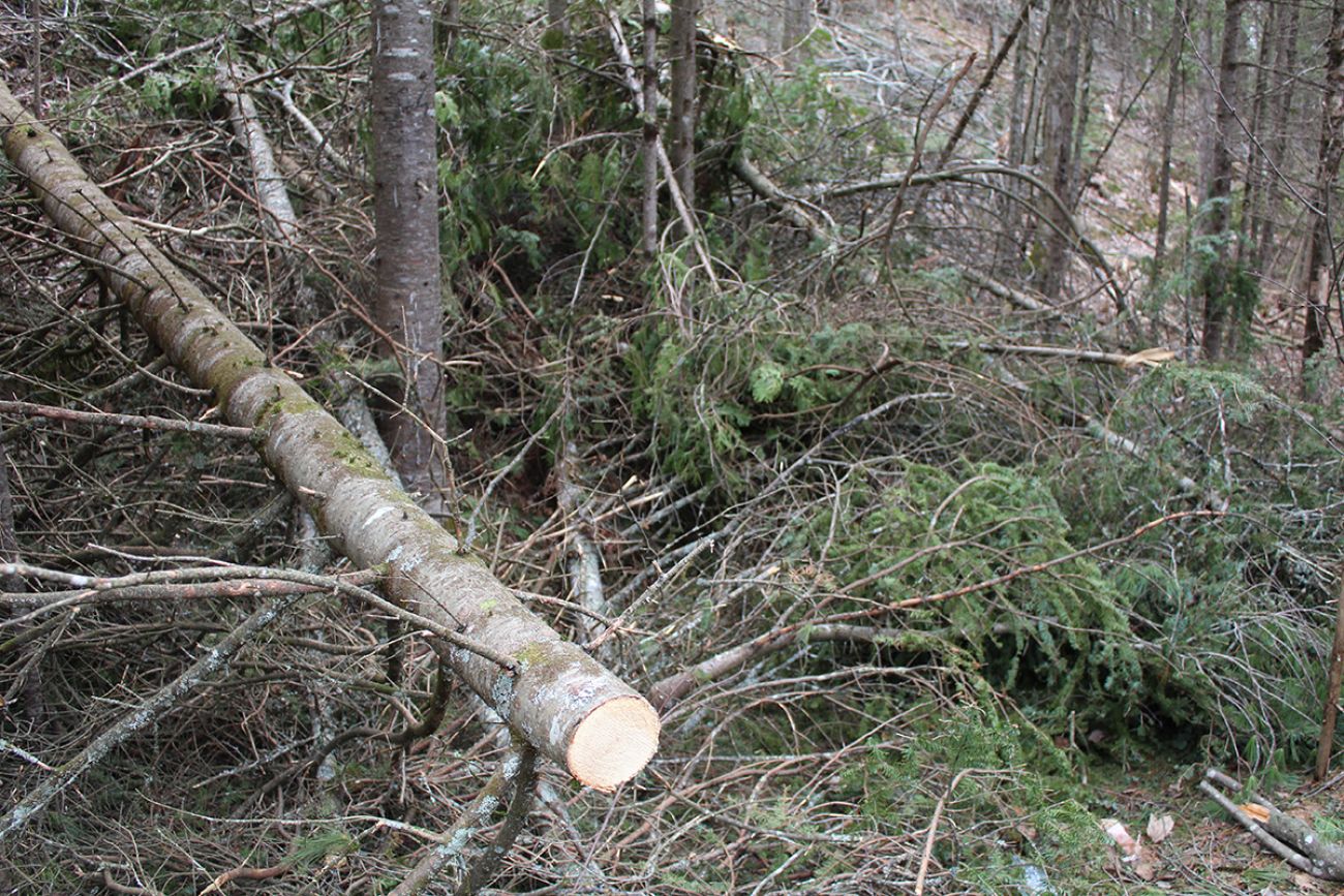 Down tree on the Sturgeon River Preserve trail in Gaylord, Michigan.