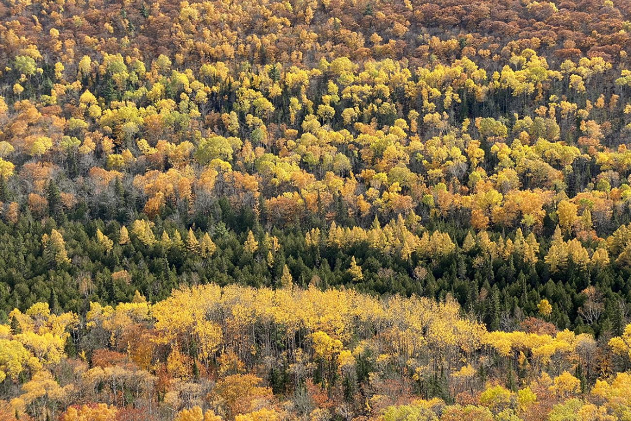 Fall foliage in rows of trees in Mohawk, Michigan.